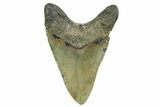 Serrated, Fossil Megalodon Tooth - North Carolina #352411-2